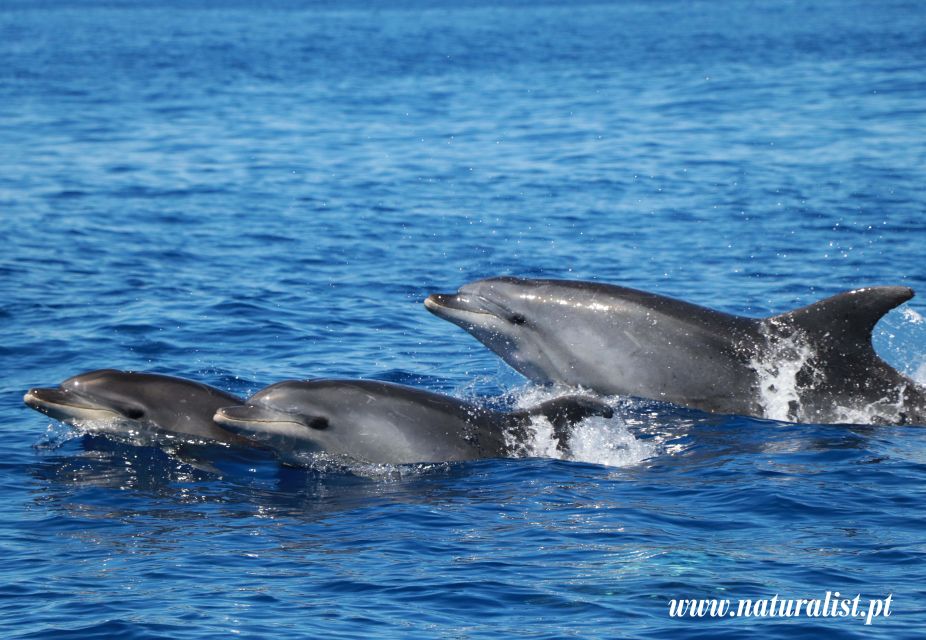 Horta: Whale and Dolphin Watching Expedition - Cetacean Species