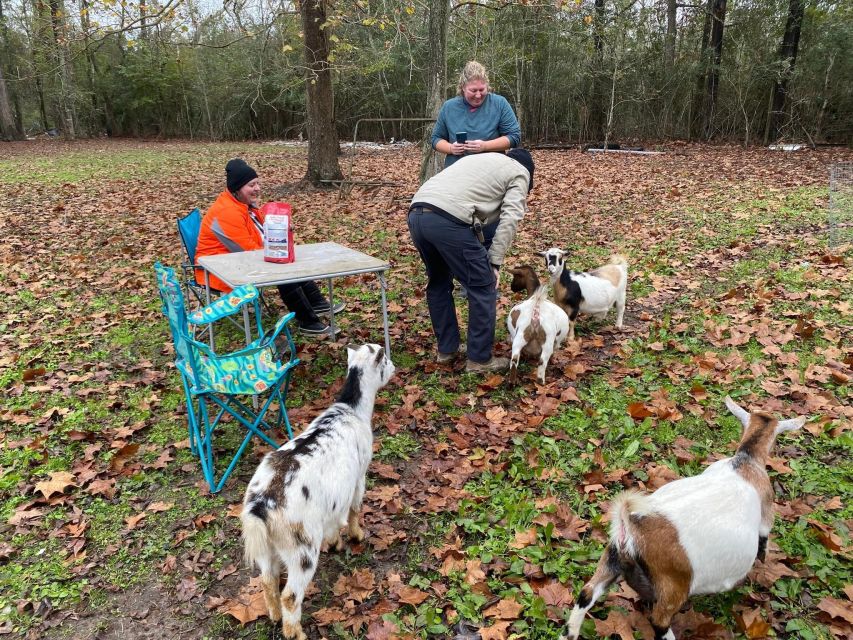 Houston: Adorable Mini Goats Experience E - Highlights