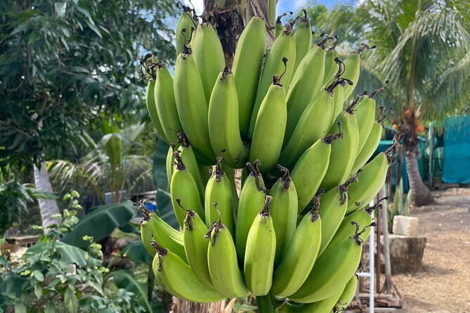 Hull Bay Farm & Beach Experience With Lunch - Tour Inclusions