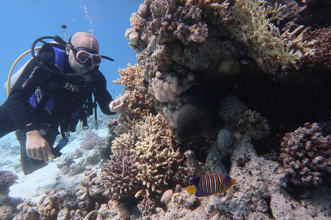 Hurghada Daily Scuba Dive Trip - Diving Experience Offered