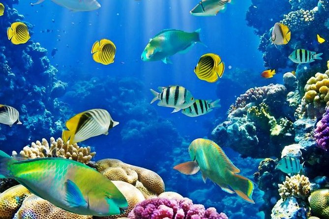 Hurghada: Full-Day Diving Tour With Lunch & Two Dive Sites - Diver Requirements