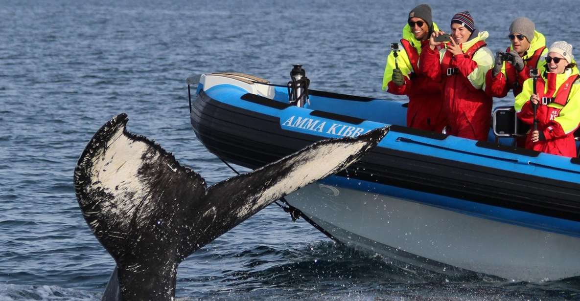 Húsavík: Big Whale Safari & Puffin Island Tour - Highlights of the Tour