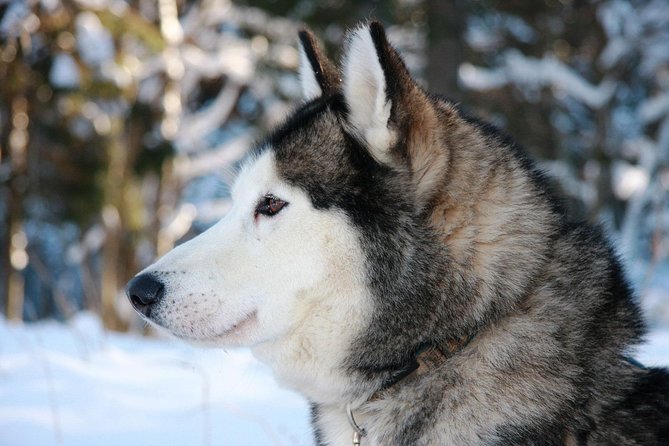 Husky Dog Sledding Tour From Riga - Exploring Salaspils, Latvia