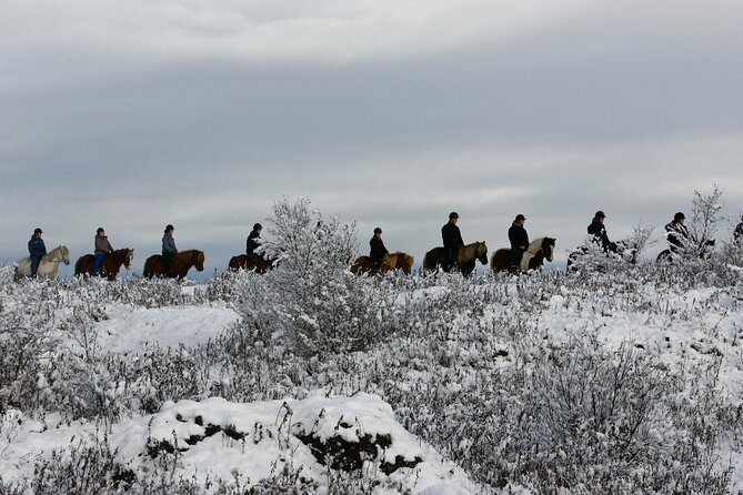 Icelandic Horse Riding and Whale Watching Tour From Reykjavik - Additional Information