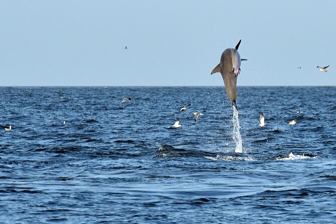 Jekyll Island Dolphin Tours - Tour Details