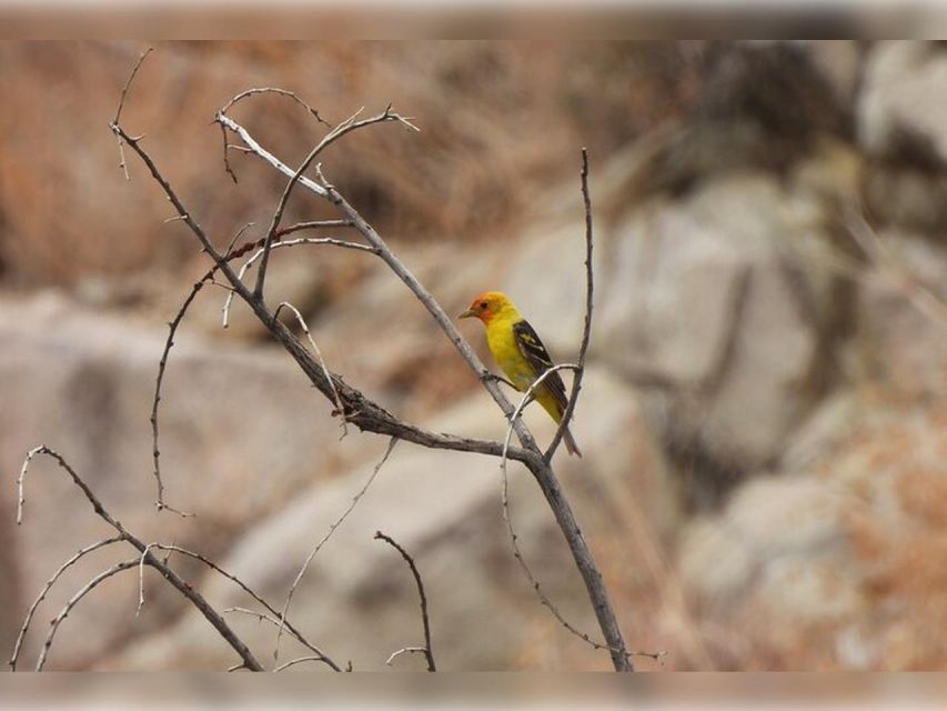 Joshua Tree: Half-Day Private Hike of the National Park - Understanding the Geological Formations