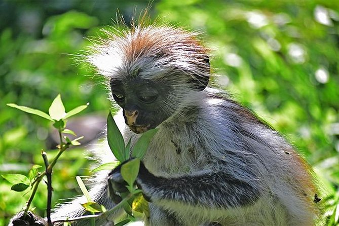 Jozani Forest Reserve Half-Day Guided Tour From Zanzibar - Highlights of the Tour