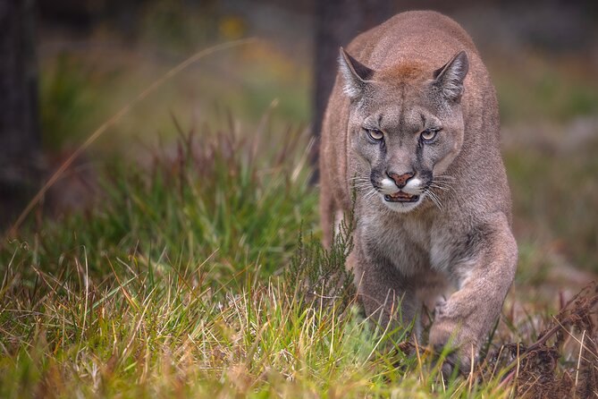 Jukani Wildlife Sanctuary Admission With Guided Tour - Additional Accessibility Information