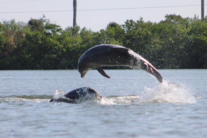 Kayak Tour Adventure Marco Island and Naples Florida - Wildlife Sighting Opportunities