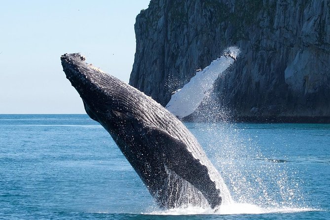 Kenai Fjords National Park Glacier & Wildlife Cruise - Wildlife Viewing Opportunities