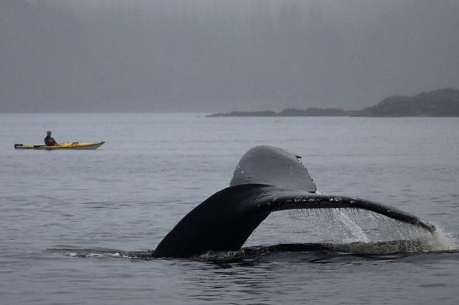 Ketchikan Kayak Eco-Tour - Ecological Highlights