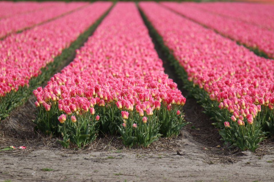 Keukenhof: Flower Fields Small-Group Cultural Bike Tour - Experience Highlights