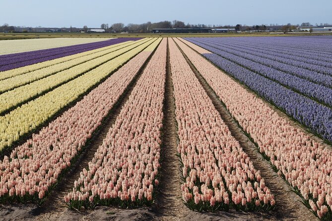 Keukenhof Gardens and Delft Guided Tour From Amsterdam - Keukenhof Gardens Highlights