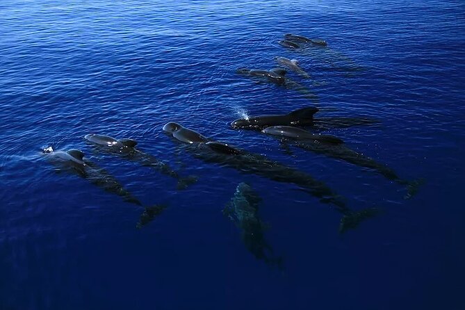 Kona Dolphin, Sea Cave & Captain Cook / Kealakekua Bay Adventure! - Meeting and Pickup Information