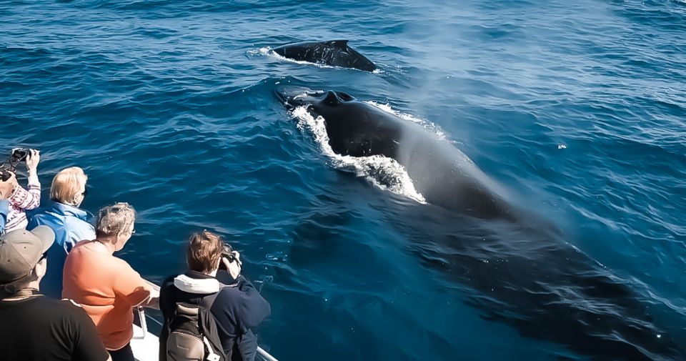 Kona: Kalaoa Midday Whale Watching Tour - Booking Information