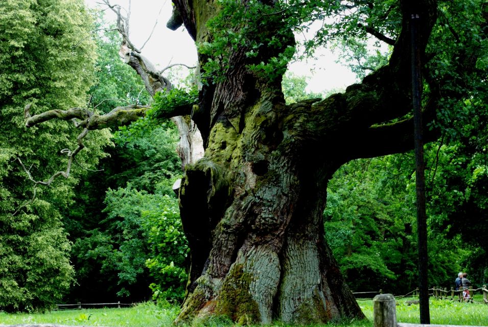 Kornik Castle and Rogalin Palace Half-Day Private Tour - Strolling Kornik Arboretum