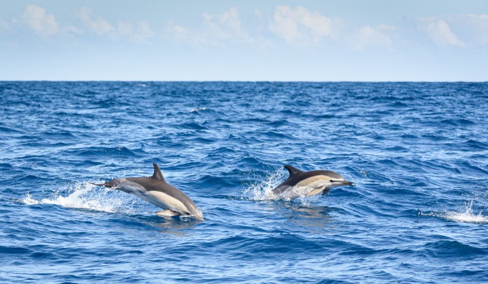 Lagos: Dolphin Watching Half-Day Cruise & Water Activities - Pricing and Booking Details