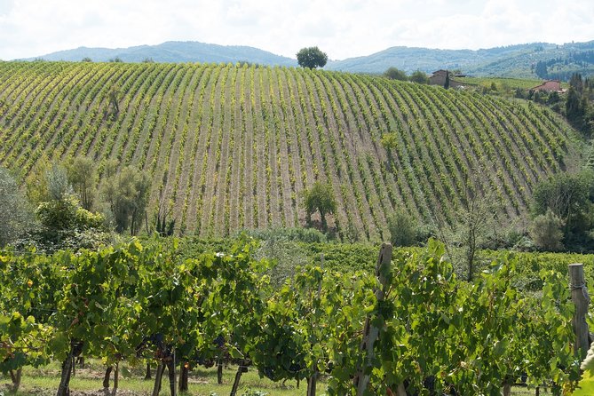 Langhe (Piedmont): Wine Tasting Experience - Itinerary and Inclusions