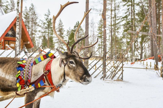 Lapland Reindeer Safari From Rovaniemi - Reindeer Herder Expertise