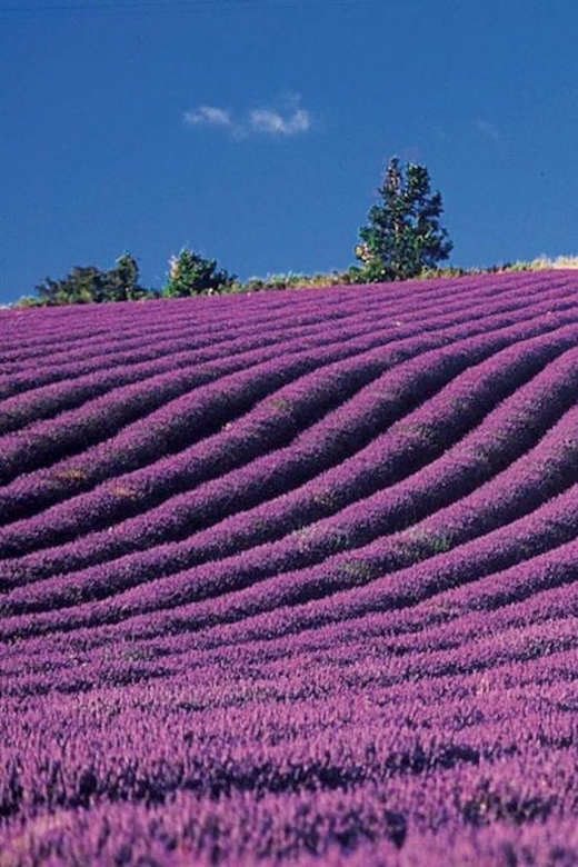 Lavender Fields Tour - Itinerary