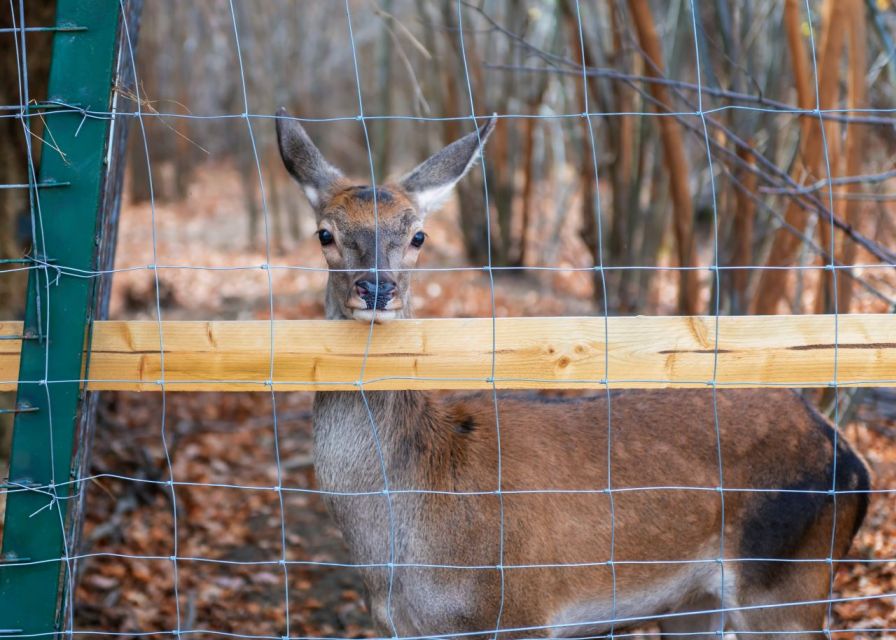 Legends&Wildlife Awaits: Draculas Castle & Bear Sanctuary - Bear Sanctuary Visit