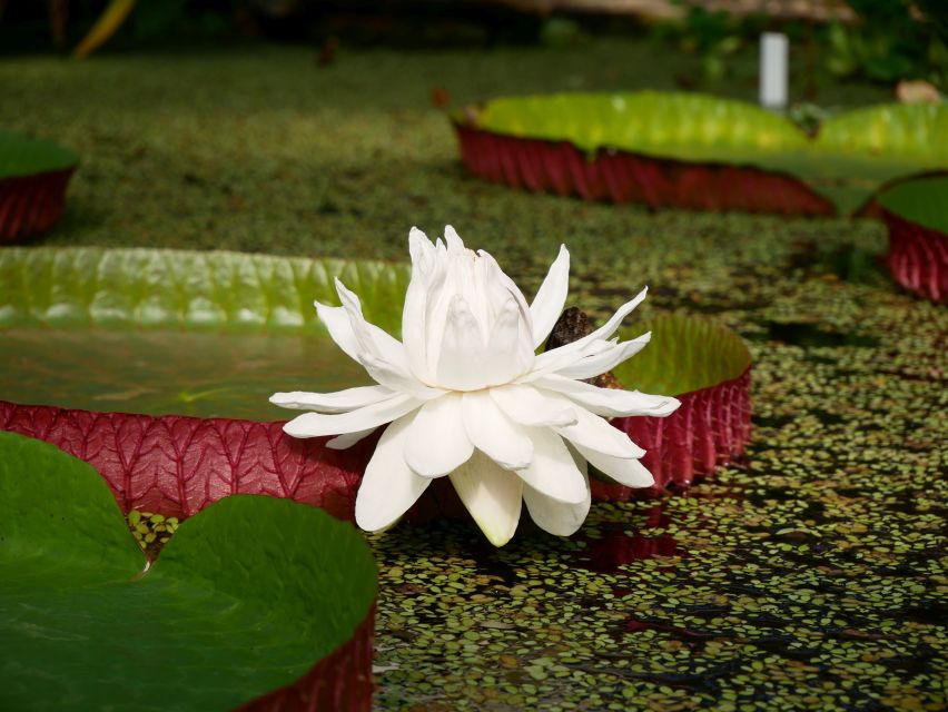 Leiden: Hortus Botanicus Entry Ticket - Garden Overview and Collections