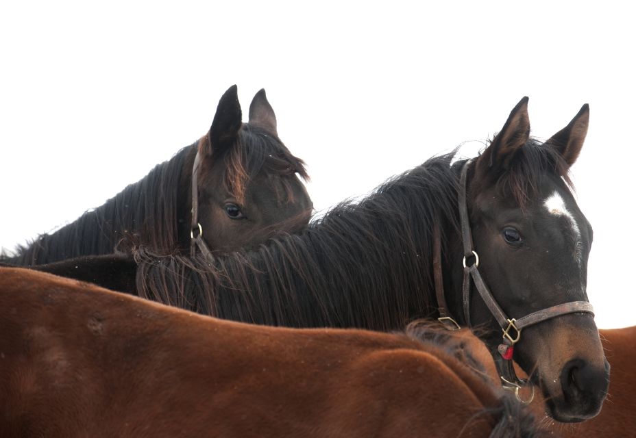 Lexington: Thoroughbred Horse Farm Tour and Keeneland Visit - Tour Experience