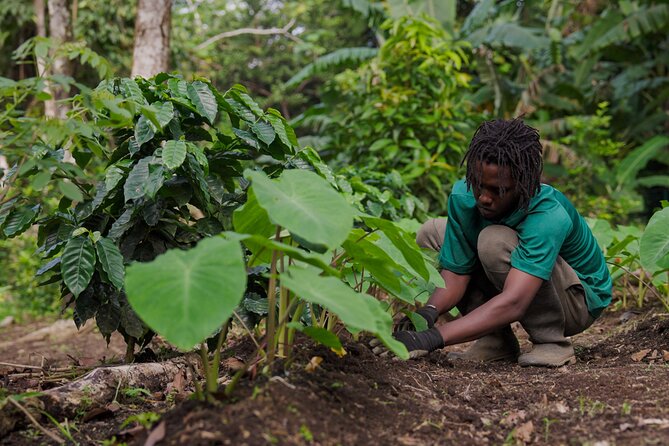 Liamuiga Natural Farm Tour - Highlights of the Farm