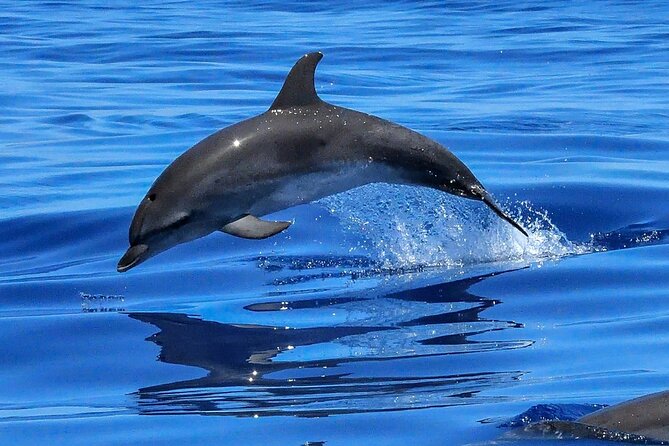 Lisbon Cruise With Dolphin Watching - Meeting and Pickup Location