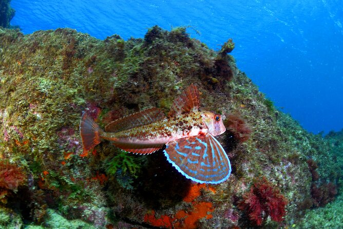 Lisbon Eco-Try Dive - Diving Baptism - Meeting and End Points