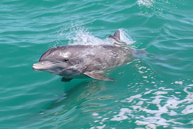 Little Toot Dolphin Adventure at Clearwater Beach - Key Tour Features