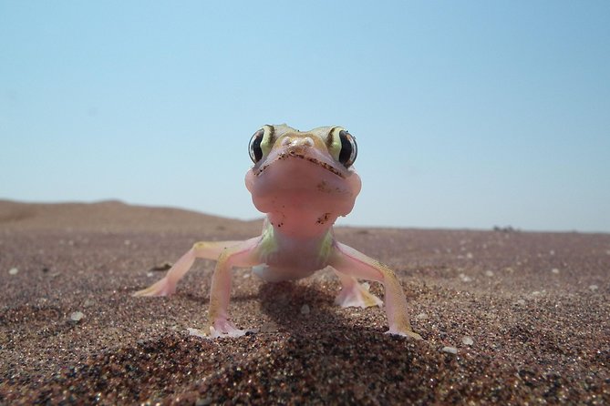 Living Dunes Experience From Swakopmund - Meeting and Pickup Details