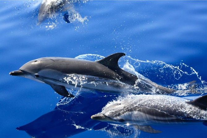 Lobos Island - the Dolphin Route - Exploring Lobos Unspoilt Landscapes