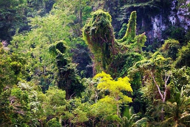 Los Haitises & Cayo Levantado (Lunch Included, From Samana in Catamaran or Boat) - Tour Accessibility and Requirements