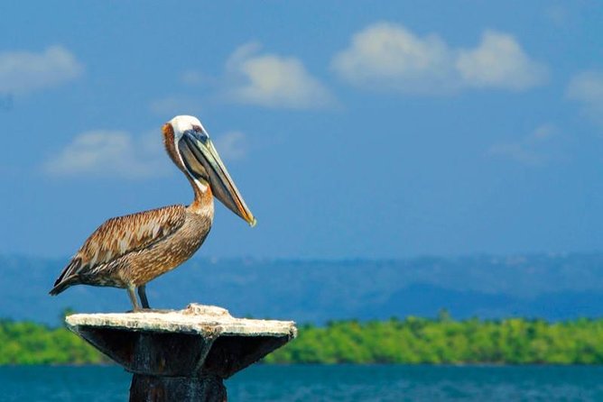 Los Haitises National Park - Hiking in Rain Forest + Private Boat to Caves - Hiking and Trekking Highlights