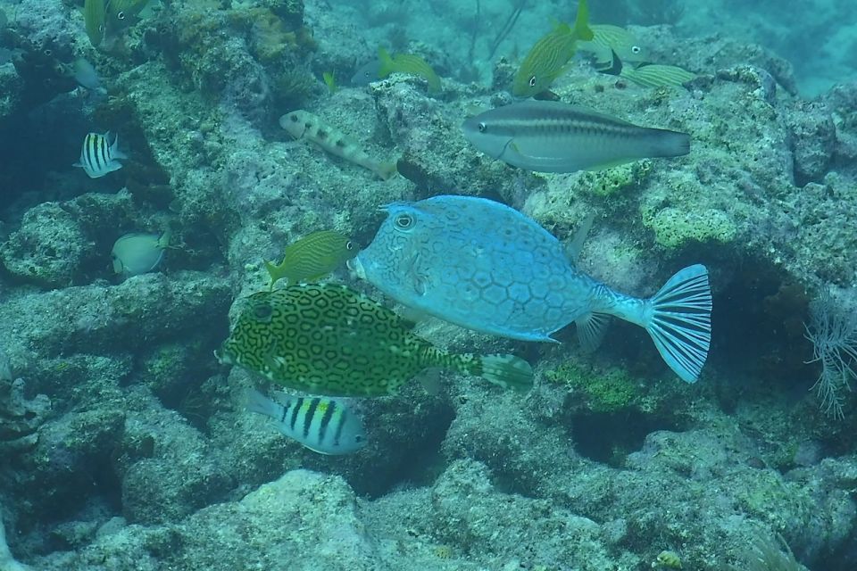 Lower Grand Lagoon: Panama City Beach Guided Snorkeling Tour - Booking Information