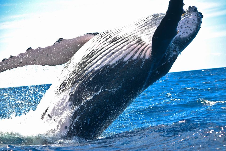 Maalaea: Small Group 2-Hour Whale Watch Experience - Boat Details and Features