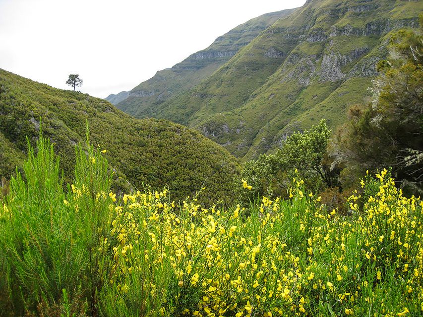 Madeira: Enjoy a Guided Levada Walk in the Rabaçal Valley - Exploring Levada Trails and Forests