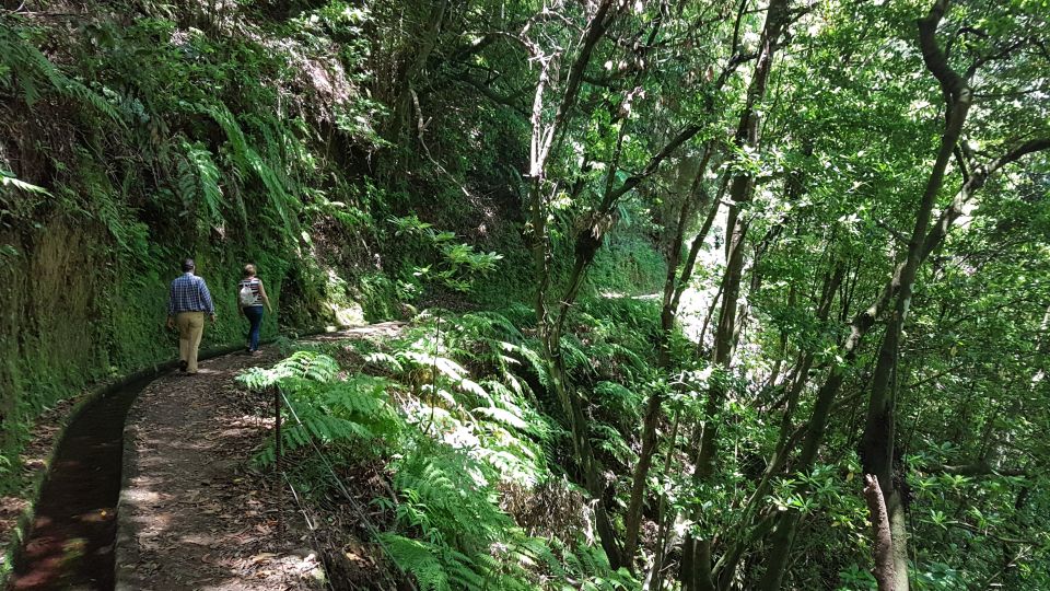 Madeira: Private Guided Levada Do Rei Walk PR18 - Highlights of the Laurissilva Forest