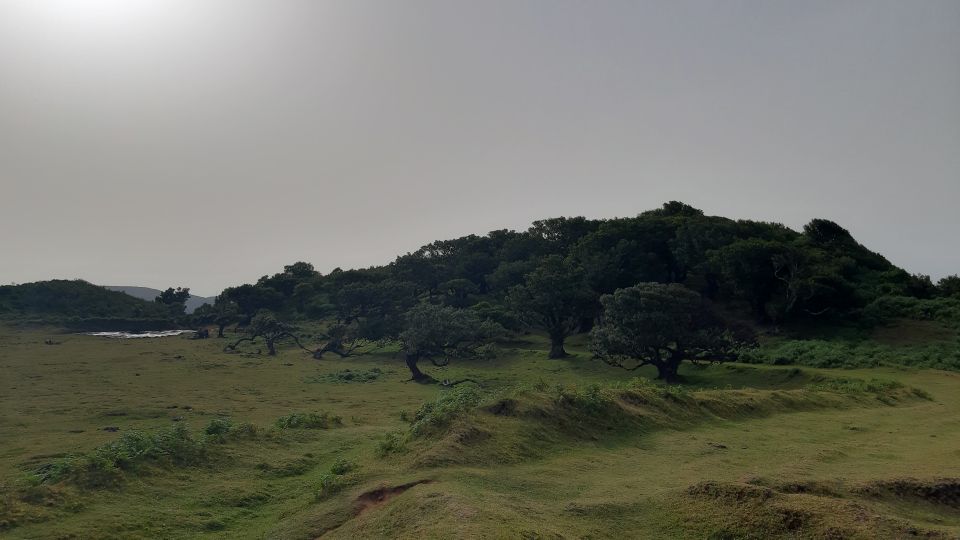 Madeira: Private Tour of Fanal Forest - Laurisilva National Park