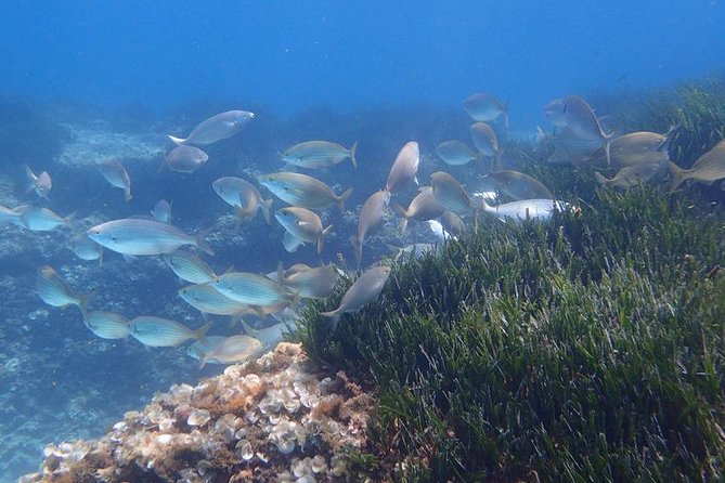 Mallorca: Snorkeling in a Beautiful Nature Reserve - Age and Fitness Requirements