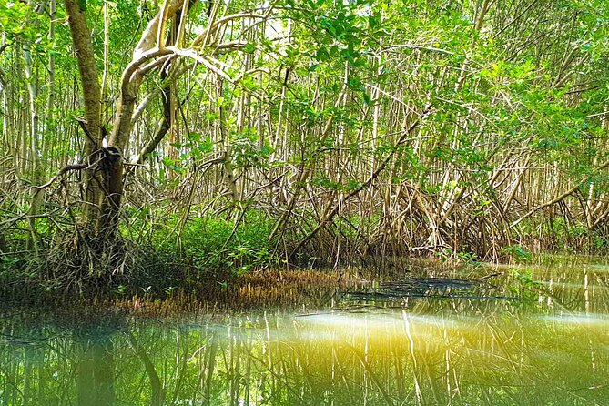 Mangrove Guided Tour - Included Amenities