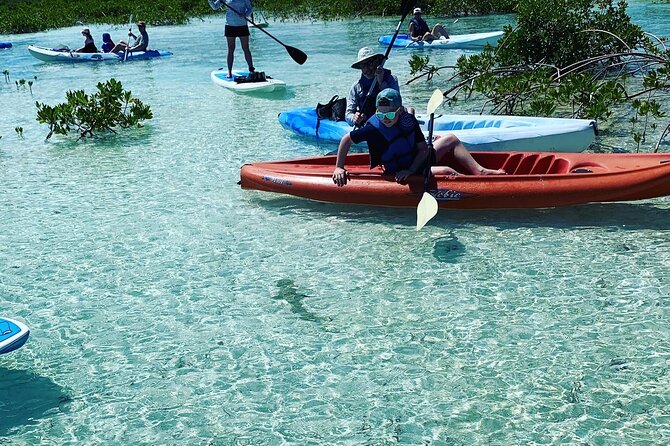 Mangroves Kayak Tour - Marine Wildlife and Ecosystem