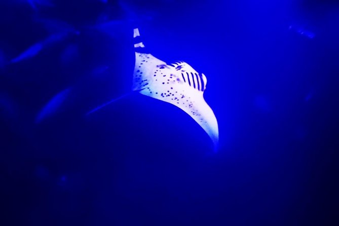 Manta Ray Night Snorkel in Kona - Meeting and Pickup