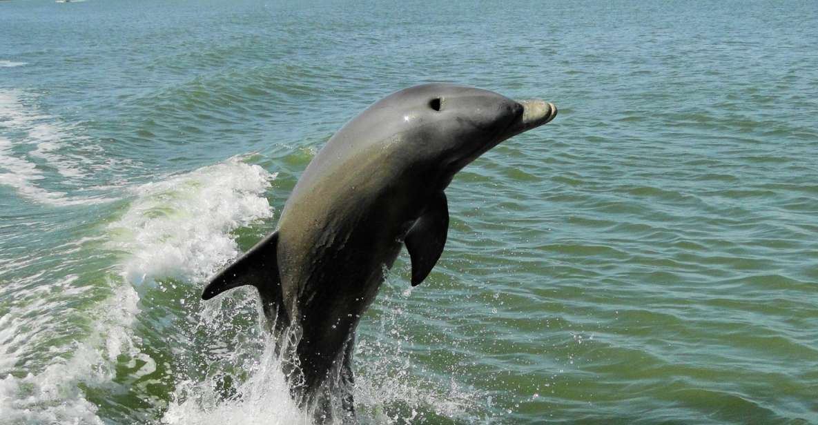 Marco Island: 2-Hour Dolphin, Birding, and Shelling Tour - Experience Highlights