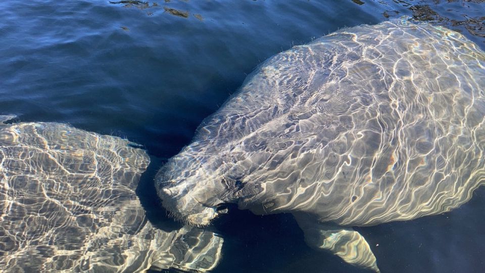 Marco Island: Guided Manatee-Watching Kayaking or SUP Tour - Activity Highlights