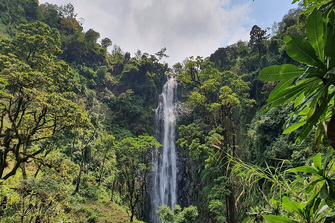 Materuni Waterfalls, Coffee Tour & Kikuletwa (Chemka) Hot Springs - Materuni Coffee Farm