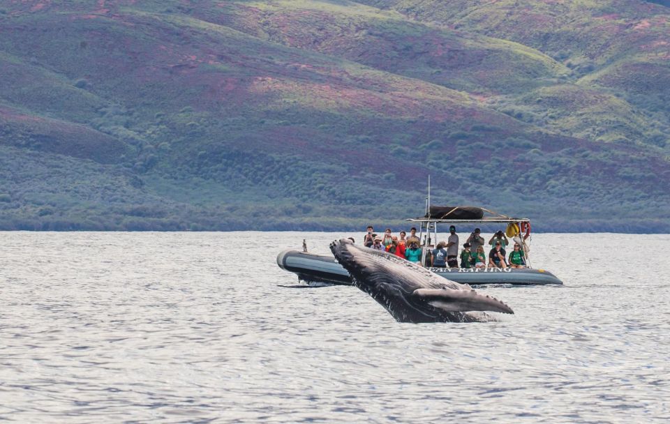 Maui: Guided Whale Watching Tour on Eco Raft - Experience and Highlights