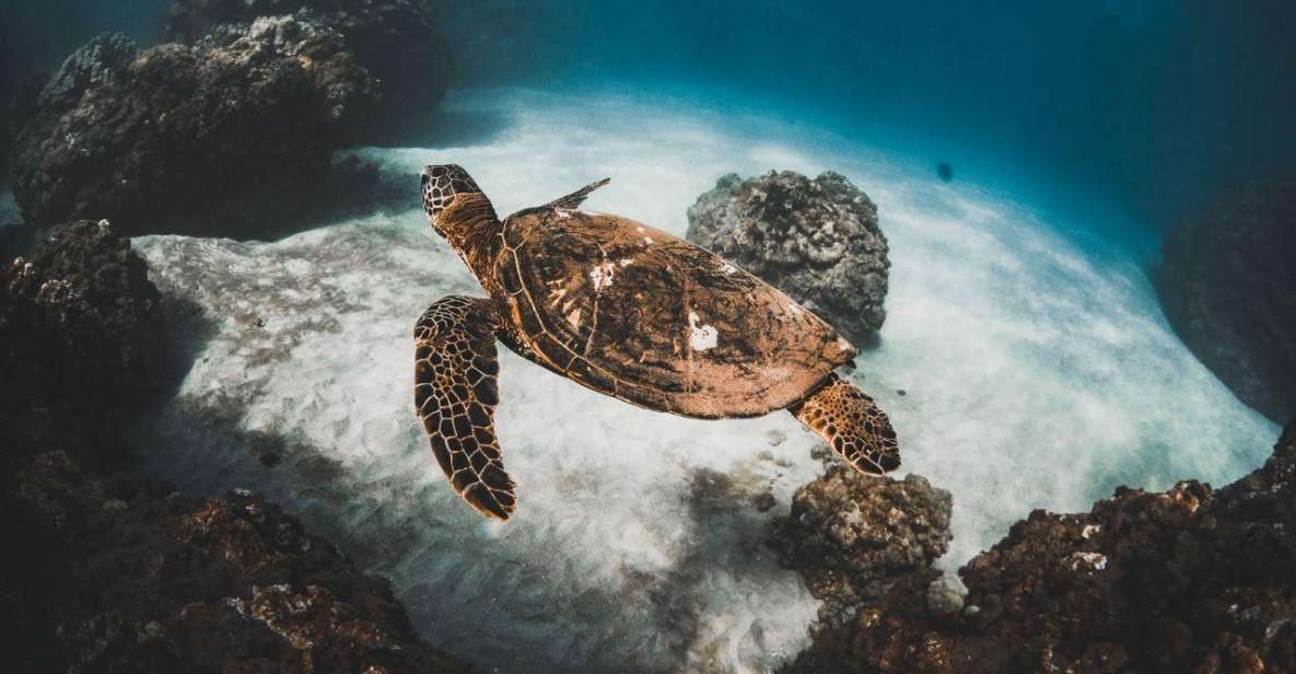 Maui: High Chief Afternoon Turtle Snorkel - Location