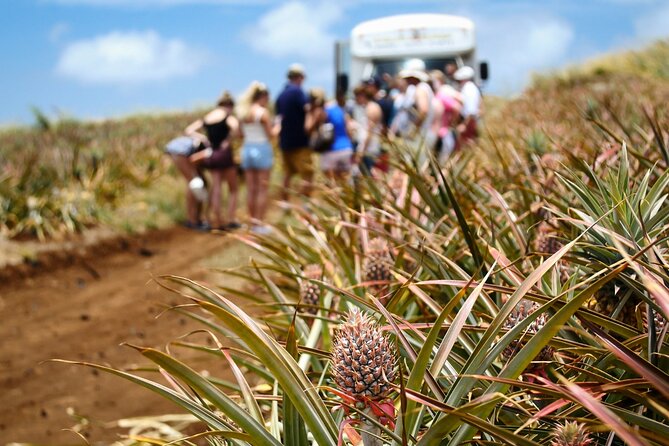 Maui Pineapple Farm Tour in Haliimaile - Tour Highlights and Features